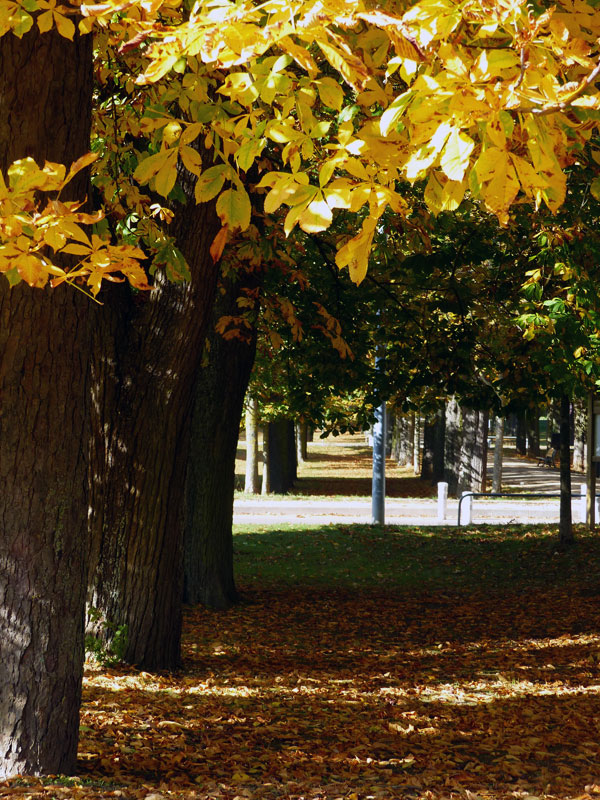 Allée sous les marronniers en octobre