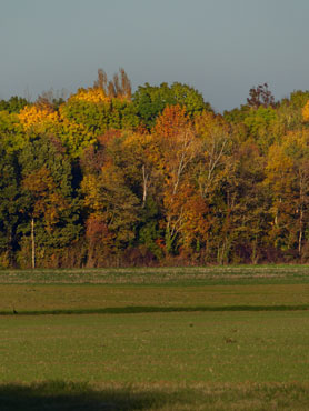 Arbres d'automne et champs