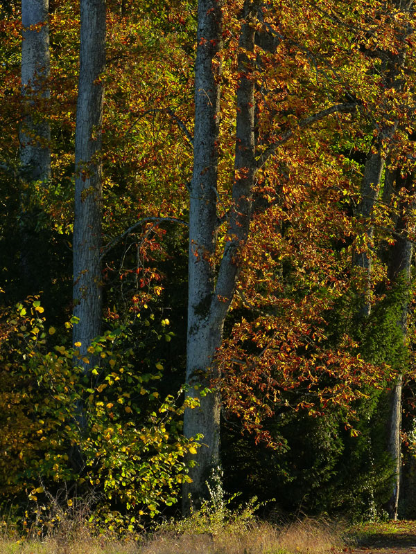 Arbres en octobre