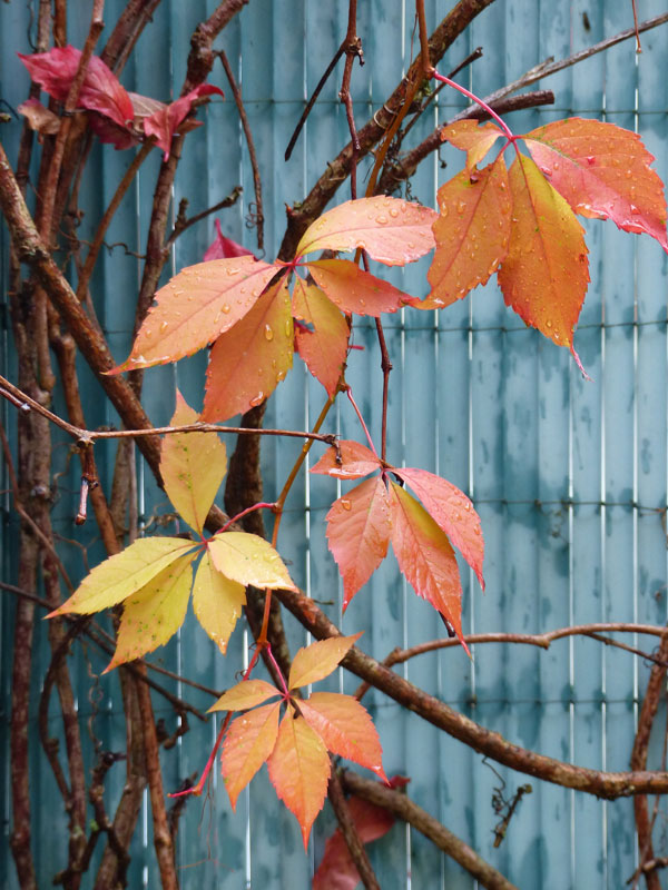 Automne coloré