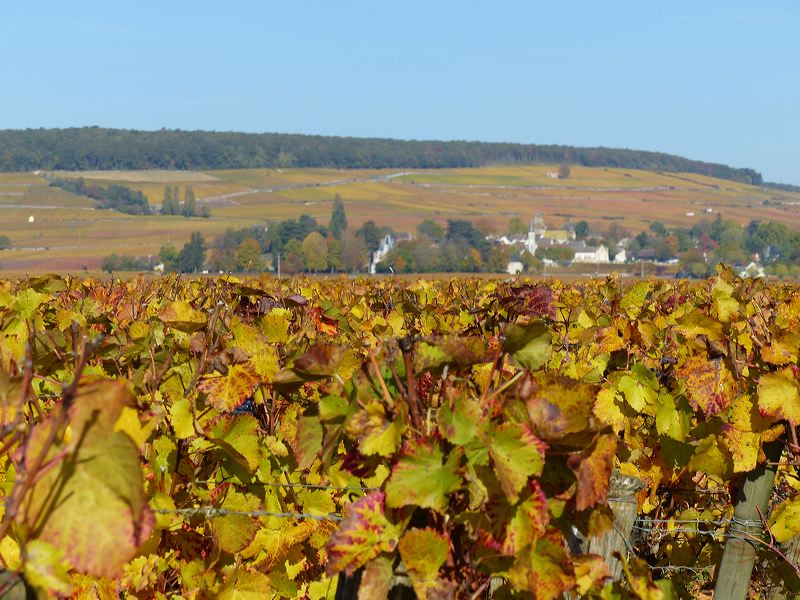 Automne dans les vignes de Bourgogne