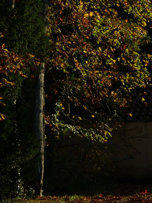 Bordure du parc en octobre