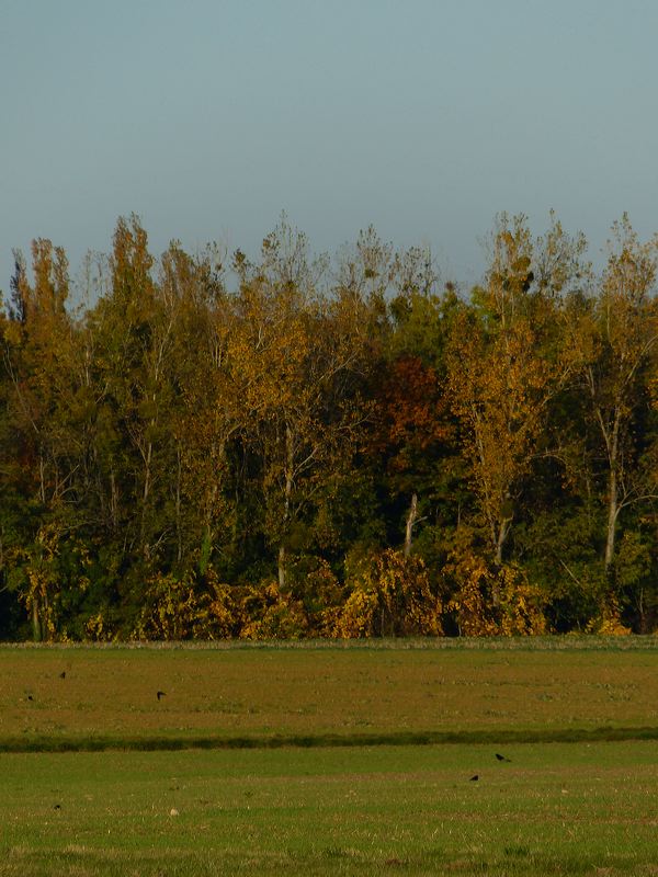 Champs et bois en automne