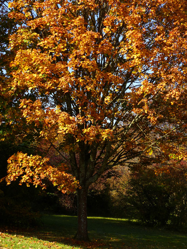 Un érable en automne