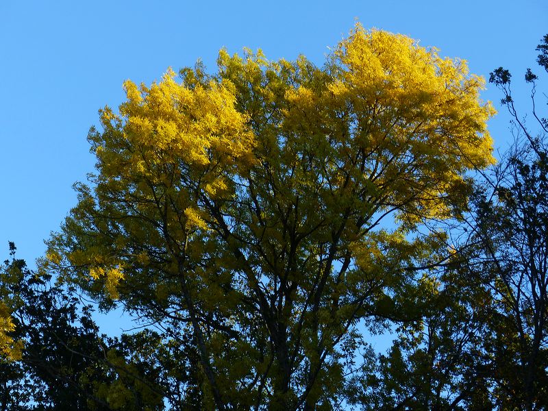 Feuillage jaune du frène en automne