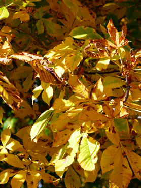 Feuillage des marronniers en automne
