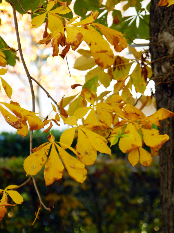 Feuilles jaunes du marronnier