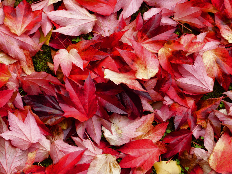 Feuilles rouges tombées