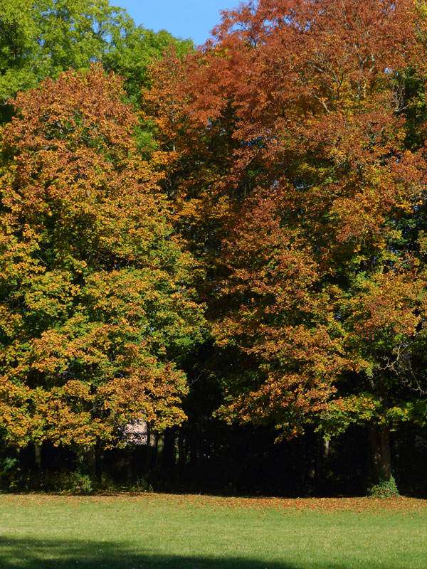 Grands arbres en automne