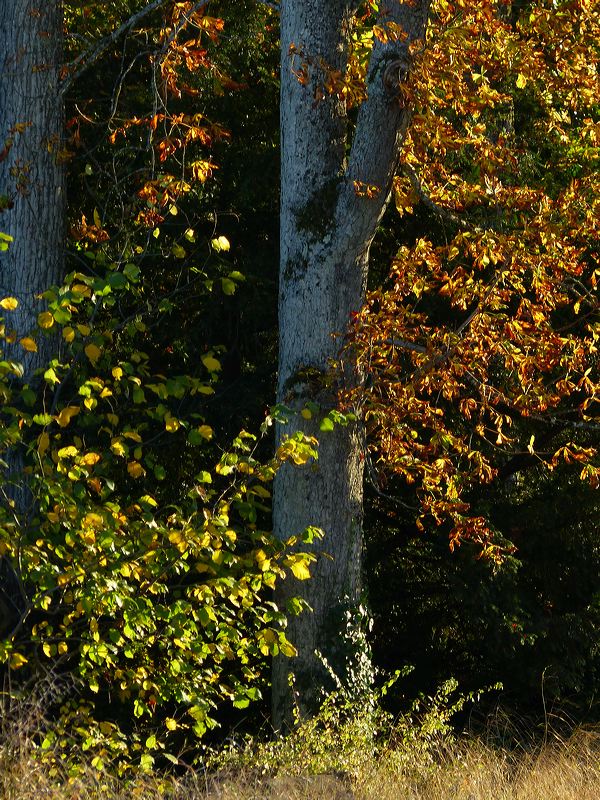 Grands marronniers en automne