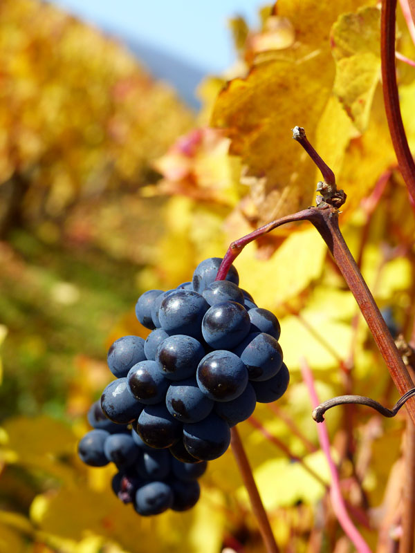 Grappe et feuilles d'or de la vigne