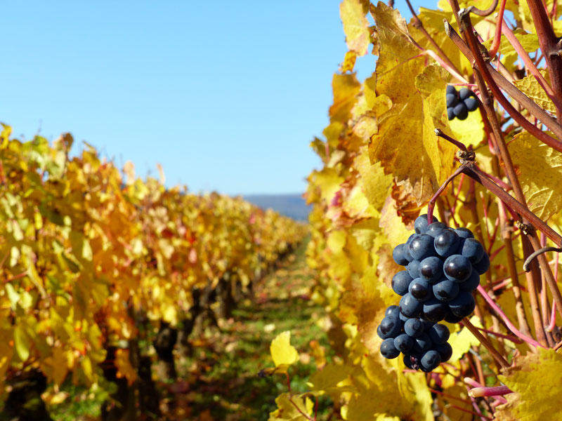 Grappe et vigne en automne