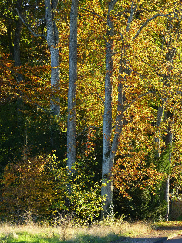 Lumière d'automne dans les arbres