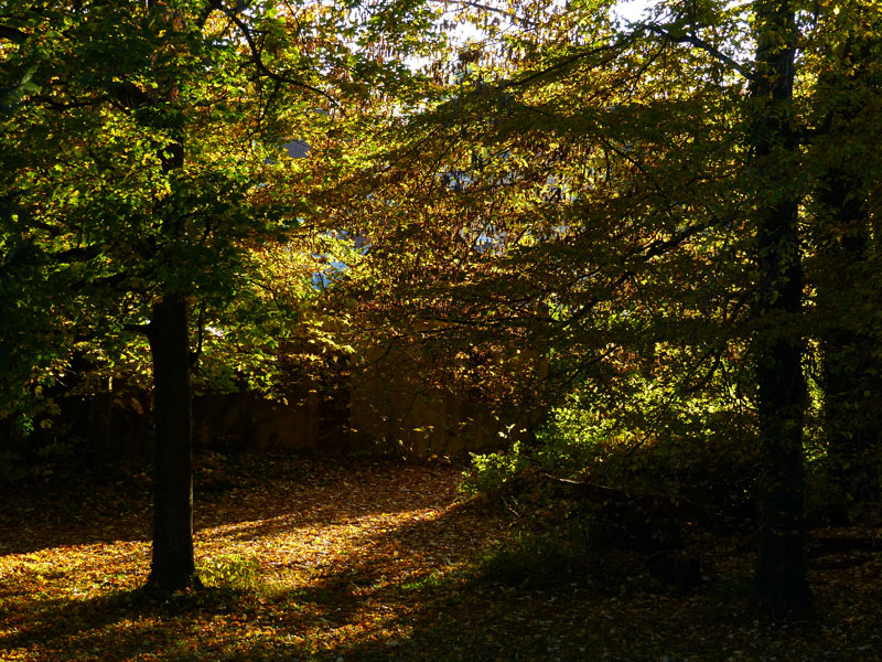 Lumière verspérale en automne