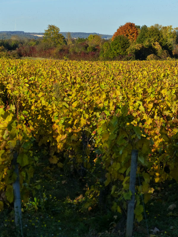 Paysage de vignes