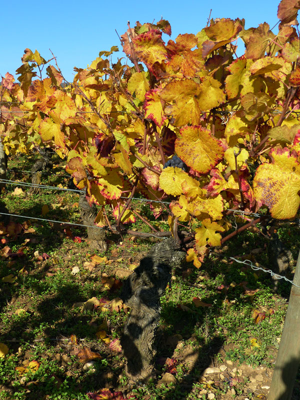 Pied de vigne doré