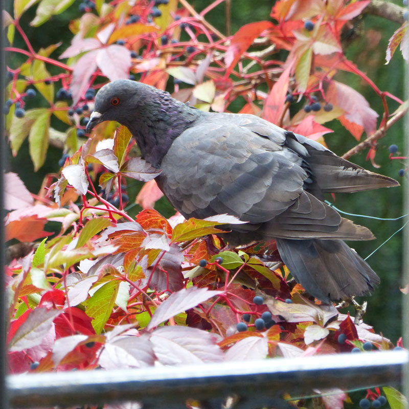 Pigeon picorant la vigne vierge