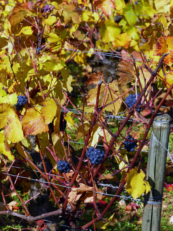 Raisins et vigne en automne