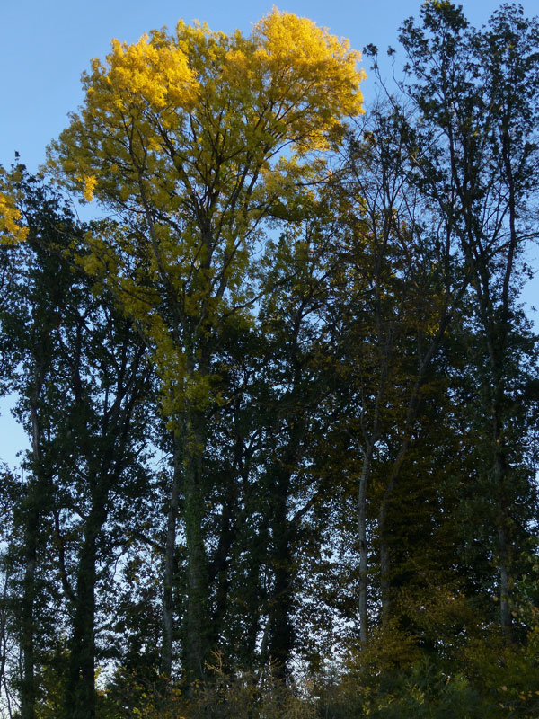 Rayon de soleil sur un grand frène