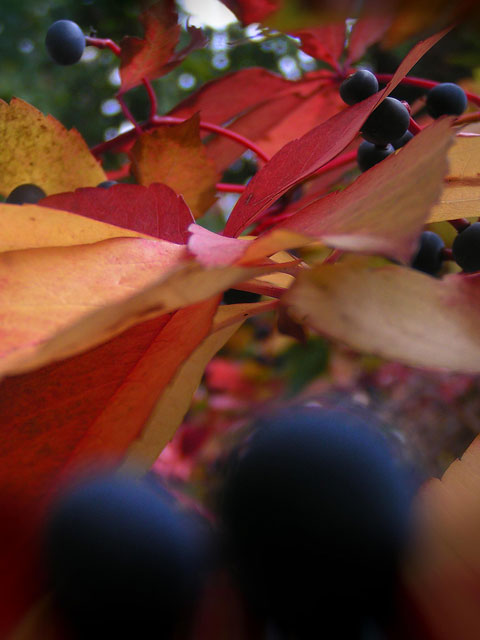 Vigne vierge en automne
