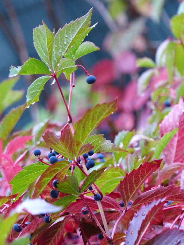 Vigne vierge verte et rouge