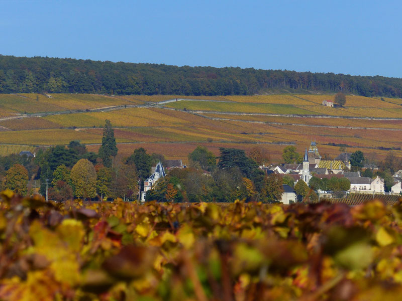 Les vignes à Aloxe-Corton en automne