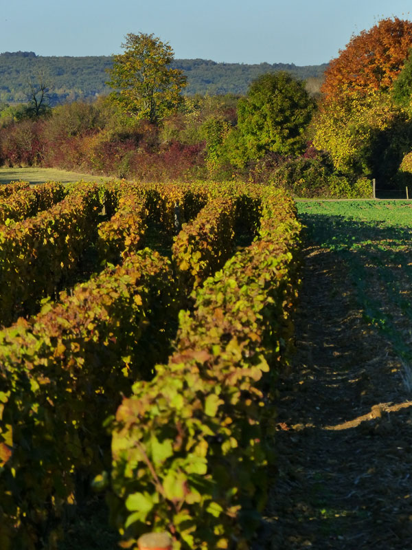 Vignes de Bourgogne en automne