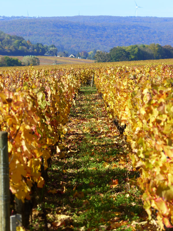 Vignes dorées en automne