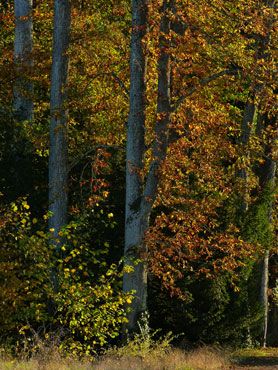 arbres-en-octobre