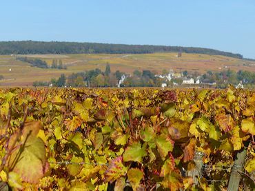 automne-vignes-bourgogne