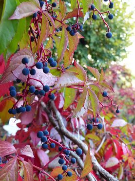 baies-vigne-vierge