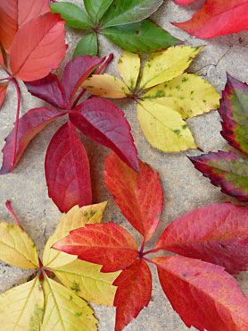 Couleurs d'automne sur le sol de pierre