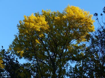feuillage-jaune-frene
