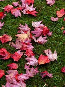 Feuilles d'automne sur l'herbe