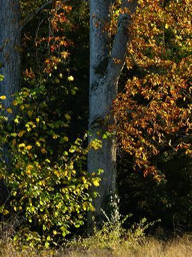 grands-marronniers-automne