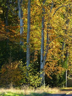lumiere-automne-arbres