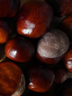 les marrons récoltés sur le chemin de l'école