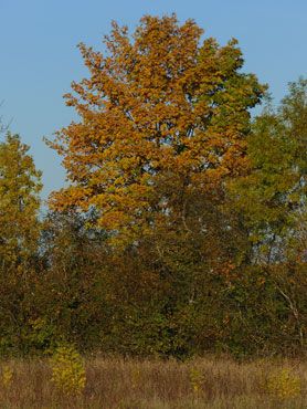 nature-rousse-automne