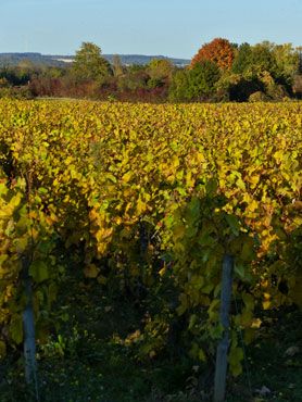 paysage-vignes