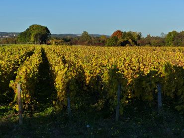 rangs-vignes-bourgogne