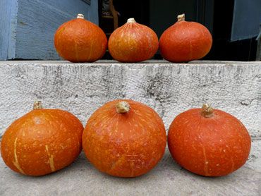 les six citrouilles sur les marches des escaliers