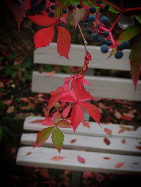 photo gratuite de vigne vierge devant un banc en automne