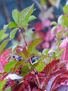 vigne-vierge-verte-rouge