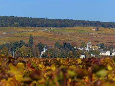 vignes-aloxe-corton-automne