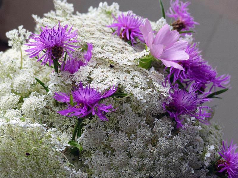 photo gratuite d'un bouquet de fleurs de carotte sauvage et centaurée