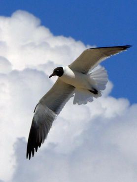 La lourde mouette plane en quête sur le flot