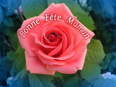 Texte écrit sur une rose