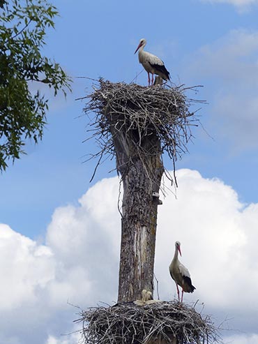 photo gratuite La cigogne