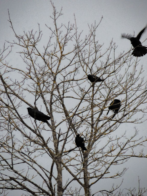 photo gratuite Corbeaux noirs dans un arbre