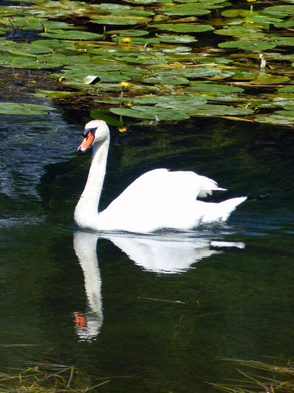 photo gratuite Cygne dans l'eau